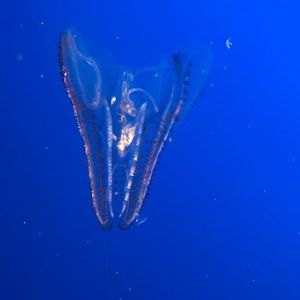 Meet your Posher, Cynthia